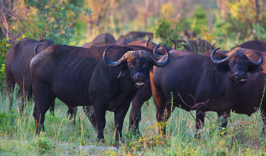 Namibia Kavango Popa Falls Resort